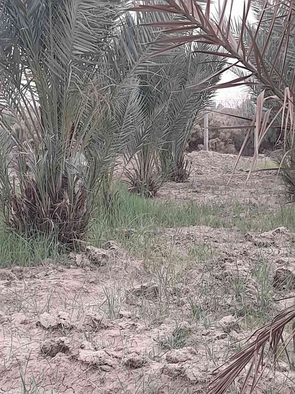 السلام عليكم يوجد لادينه نخل للبيع  من متر ولحد ٣متر النخل كلا حمال ومحمل حالين الرغب بل شراء هاذا رقمي ***********
