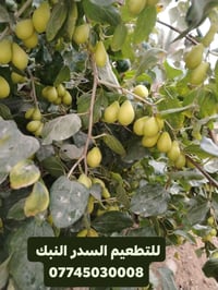 تطعيم أشجار السدر • ديالى وبغداد • أصناف متعددة