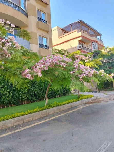 متاح لدينا بذورها بذور شجرة اكاسيا نيدوزا لطلب والحجز واتساب *********** السماوه
أومراسلة الصفحه يوجد خدمة توصيل طلبات داخل السماوه ولكافة المحافظات لباب البيت أنواع البذور الاستوائية النادره
