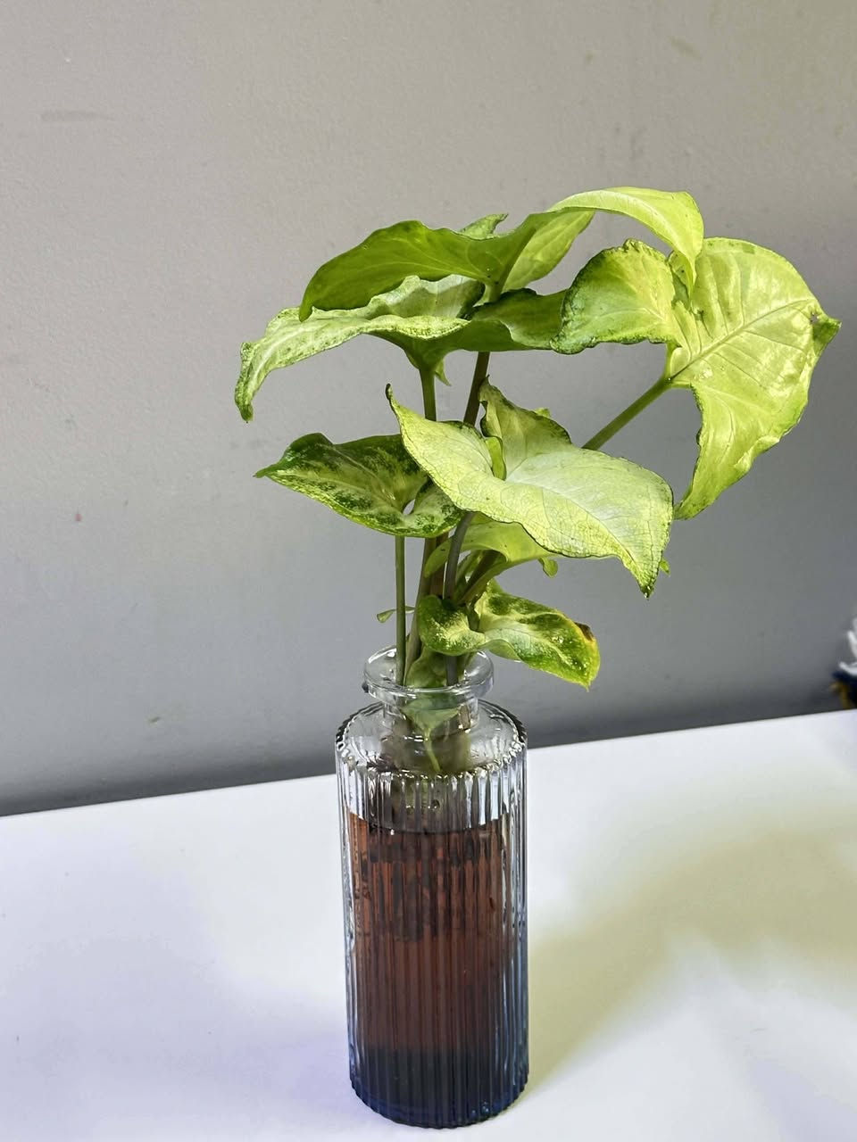 قوارير كيوت زرع طبيعي ب3500


**إذا كنت صاحب هذا الإعلان وتريد حذفه لأي سبب، رجاءا أرسل رسالة إلى الدعم الفني**