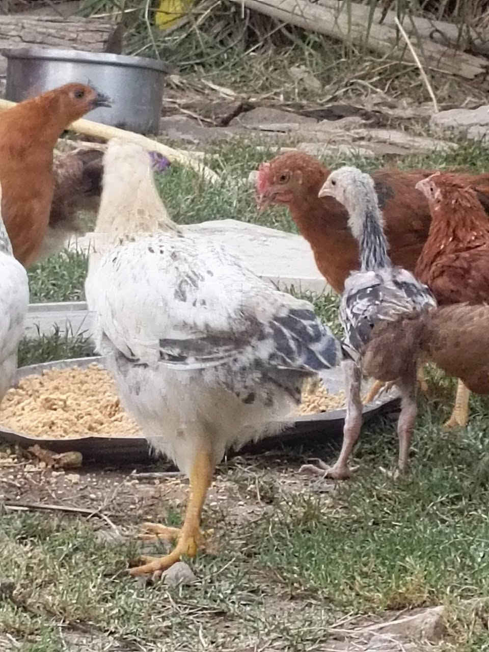 البيع ديج هراتي وفراريج 
***********
