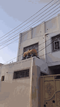 شلامجه 22 أصولي وكيل ربيعي صارلي يومين من معمره خير من الله لحد يطي سعر من يمه ***********
