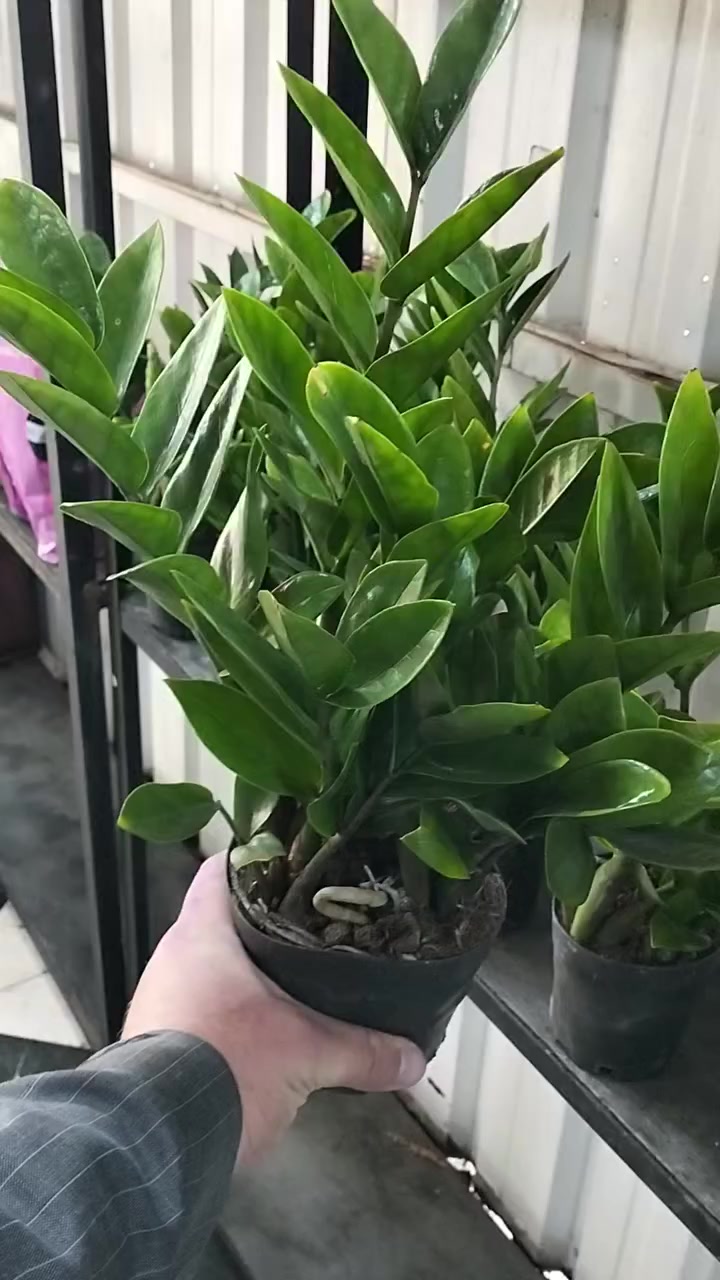 #عروض_العيد_ويانا_غير_شكل 🥰🥰🥰

العنوان/ خانقين شارع المستودع مقابل مشروع الماء 

توجد خدمة توصيل داخل خانقين 🚕🚕🚕


**إذا كنت صاحب هذا الإعلان وتريد حذفه لأي سبب، رجاءا أرسل رسالة إلى الدعم الفني**