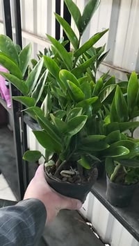 عروض العيد • خانقين • توصيل