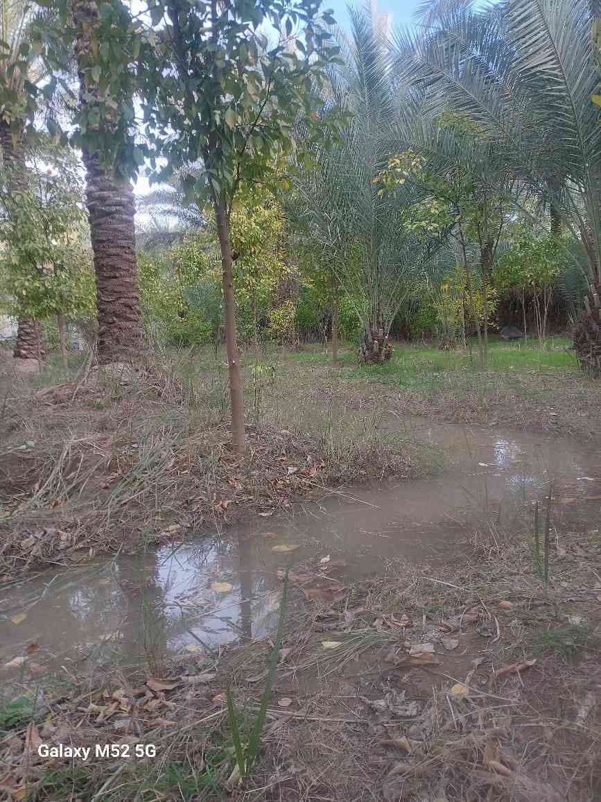 سلام عليكم توجد مزرعة للبيع مساحه دونم يحتوي على بيت البيت يتكون من 2 غرف نوم  واستقبال ومطبخ وصحيات طابو زراعي سند25 تحويل بسم المشتري مباشر العنوان بغداد الراشديه قرب البحيرة الاتصال على الرقم ***********
