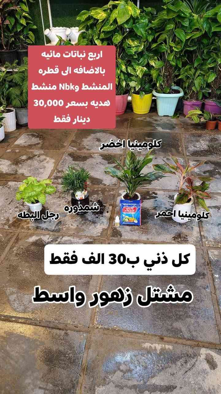 عروض العيد 4 نباتات ضليه بسعر 30,000 فقط بتموس هولندي هديه
يفتح المشتل طيله ايام الاسبوع من الساعه 8:00 صباحا والى الساعه 11:00 ليلآ
#مشتل_زهور_واسط العنوان كوت فلكه الحاوي شارع مجمع دمشق الطبي مقابل ابتدائية الكوت للتعليم الأساسي #يوجد_توصيل_داخل_الكوت
*********** لطلب والاستفسار واتساب  او مراسله الصفحه الشخصيه بلال الواسطي🌹😊
