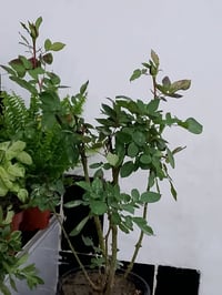 كركوك • نباتات داخلية • توصيل محافظات