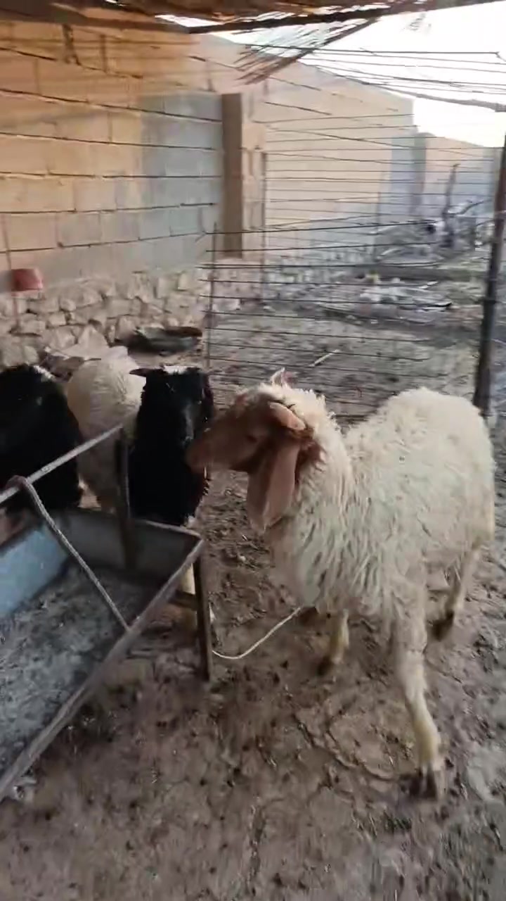 اي استفسار هاذه رقمي ***********
