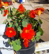 بلاتيني ابو خنجر • نبات موسمي • توصيل