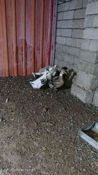 وبركاته بش عراقي للبيع العدد 8 سبع امايات حايلات وديج سعر الجوز 18 وبي...