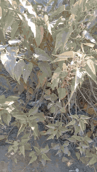 دايو برنس • ١٩٩٦ • قير تماتيك