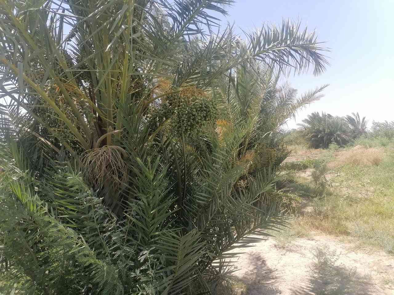 كاع البيع 25دونم  بيه 70نخله تمر +عنب وبرتقال ورمان وتين ومشمش  80شتله  
بمنطقت زبيديه
ماء وكهرباء بيه
تسكي م̷ـــِْن شعيوطيه ومن المغيشي

تصال عل هاذا الرقم***********
