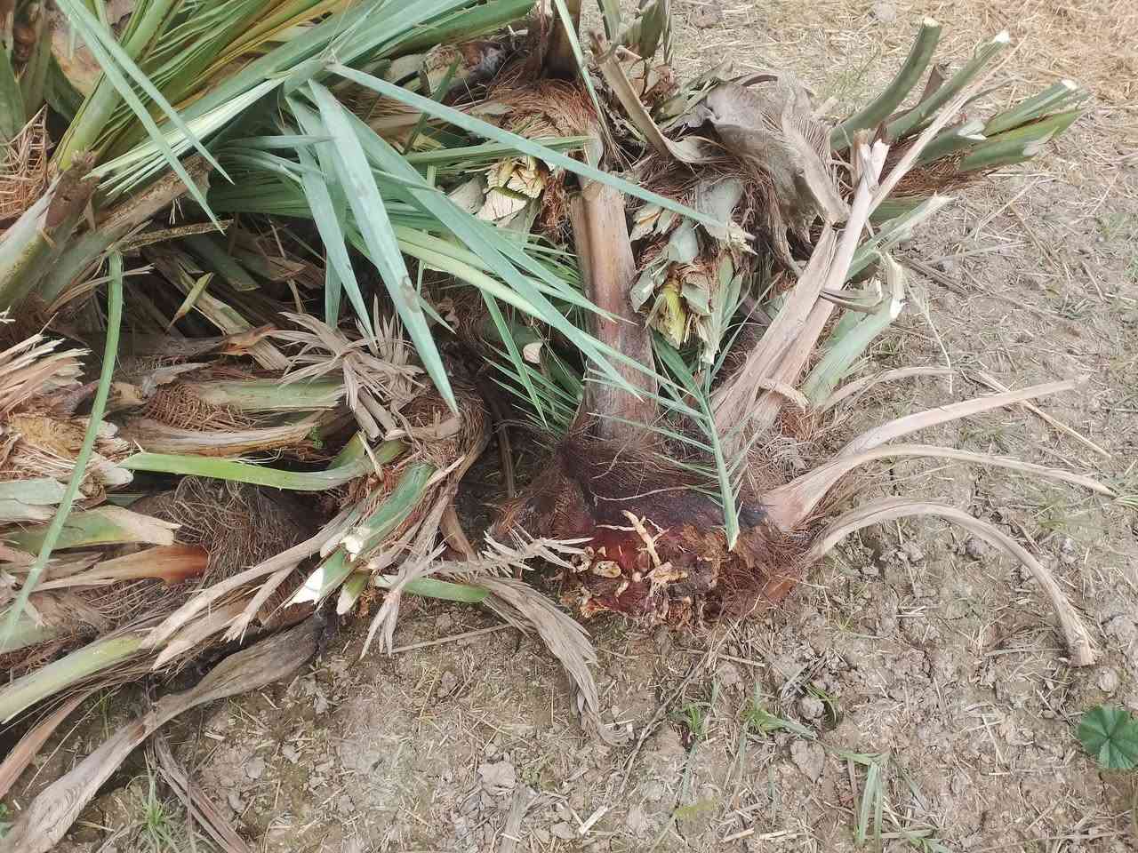 السلام عليكم
يوجد فسائل نخيل شويثي اصفر مشلوع وكامل اكو ب 7 الف واكو ب ٥الف وبي مجال السعر
