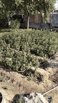 بيت للبيع زراعي. مقابيل حي شرطه       المساحه 300  يحتوي على 2 غرف نوم وصاله وصحيات وحديقة امام المنزل السعر 18.  الرقم ***********
