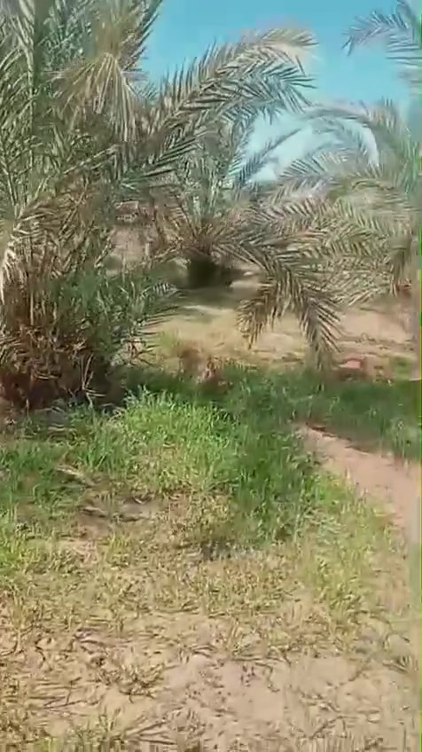 الوادي الجديد، الخارجه ،

9 فدان ملك 

الارض مزروعه شعير وقمح 

ومزروع 330 نخله اعمار مختلفه

بئر 120م
غاطس 20 ح

لو محتاج فيديو كامل للمزرعه ممكن تصلي علي النبي وهنبعته لحضرتك

للإستفسار
01281356520
01032478734
01093375233
010 93375233


**إذا كنت صاحب هذا الإعلان وتريد حذفه لأي سبب، رجاءا أرسل رسالة إلى الدعم الفني**