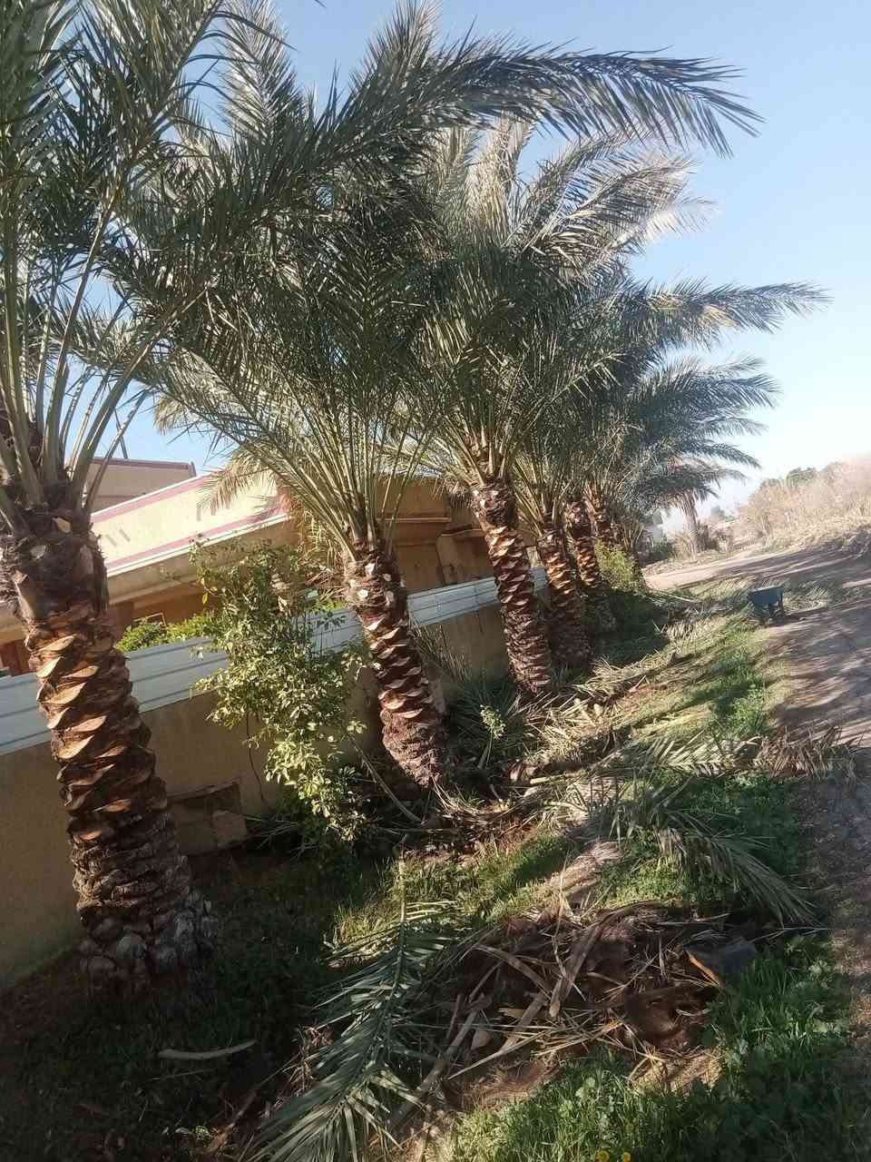 تكريب وقلع الفسائل وشتال وترتيب الحدائق 
الشمري ***********
