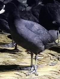 دجاج ماي عدل وخشن للحجز الاتصال على الرقم 07892921526