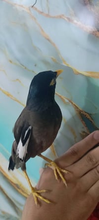 مينا أنثى • تغرد • نجف