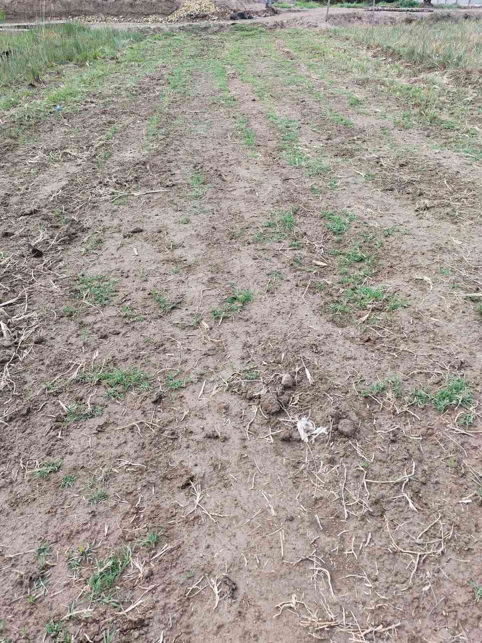 سلام عليكم قطعه ارض البيع مساحه 1800 متر طابو زراعي سند 25 تحويل مباشر بسم مشتري  موقع جيد كافة خدمات موجوده قريبه علا الشارع العام مكانه طريق حله قاسم بين دبله والعلويه شريفه بصف معمل النهرين واجهة 12 متر شراي يتصل ***********
