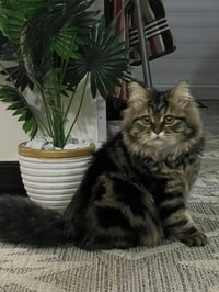 للتبني • نضيفه • مال بيت لعوبه