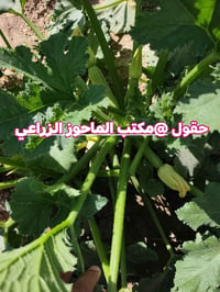 تتوفر افضل بذور الشجر الزيتي المبكر ذاتي التلقيح  35 يوم من الزراعة ال...