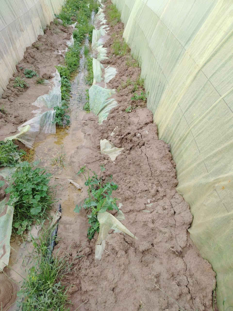 السلام عليكم عندي ثلاث بيوت
النوع لبناني 22 قوس الطول 52 متر العنوان ديالى ***********
