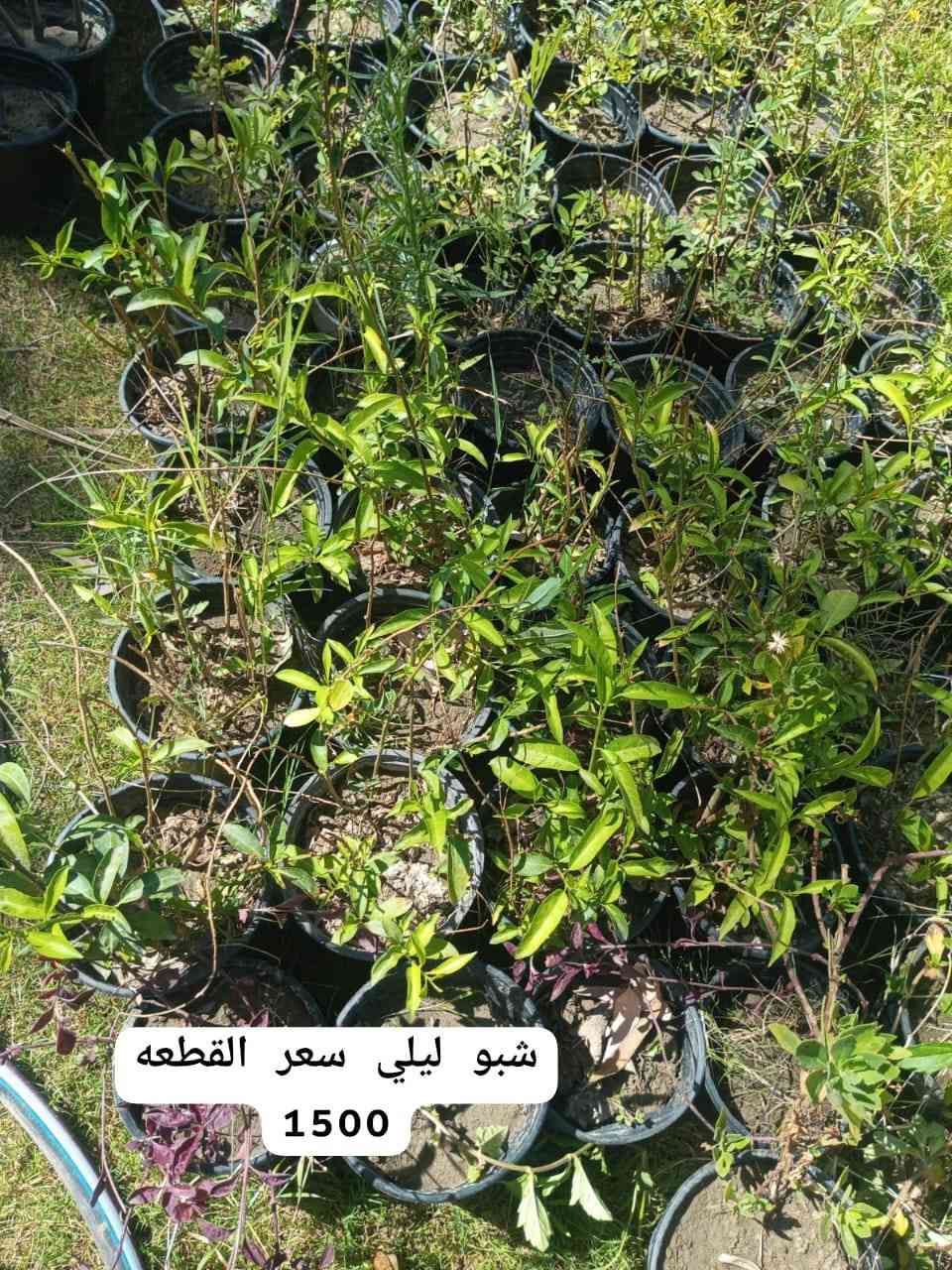 #مشتل_ورد_الصباح 
العنوان/ كربلاء المقدسة قرب الامام عون (ع) 
للاستفسار الاتصال او واتساب 
#واتساب ***********
يتوفر توصيل داخل كربلاء  🚕🚕
