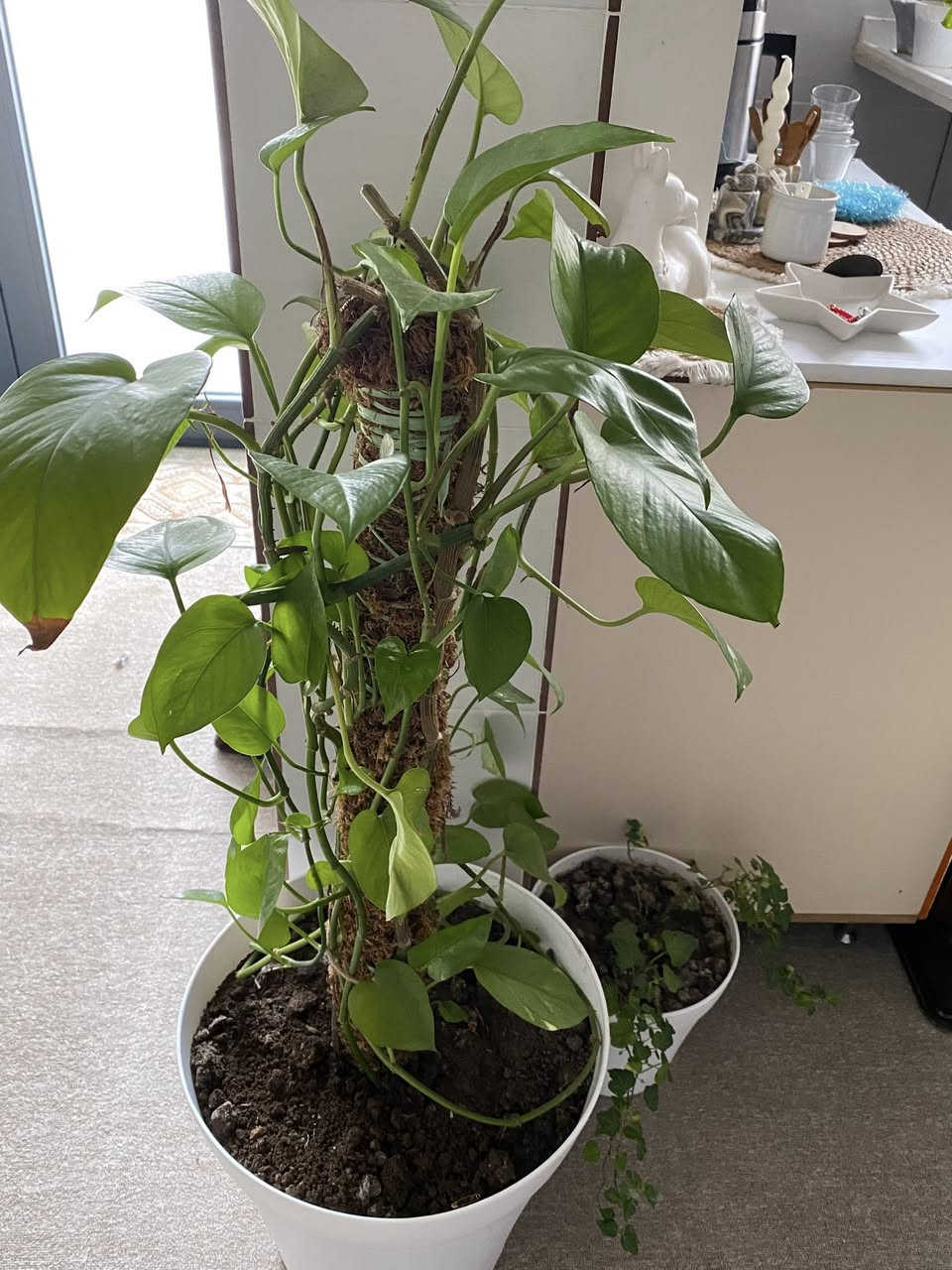 ‎ئەم کولانە ب فروشتن لە سلیمانی مەسج بکە ئەکەر ویستت


**إذا كنت صاحب هذا الإعلان وتريد حذفه لأي سبب، رجاءا أرسل رسالة إلى الدعم الفني**