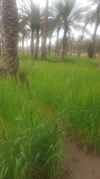 كاع السعدون • ٤ قطع • ٤١٨م