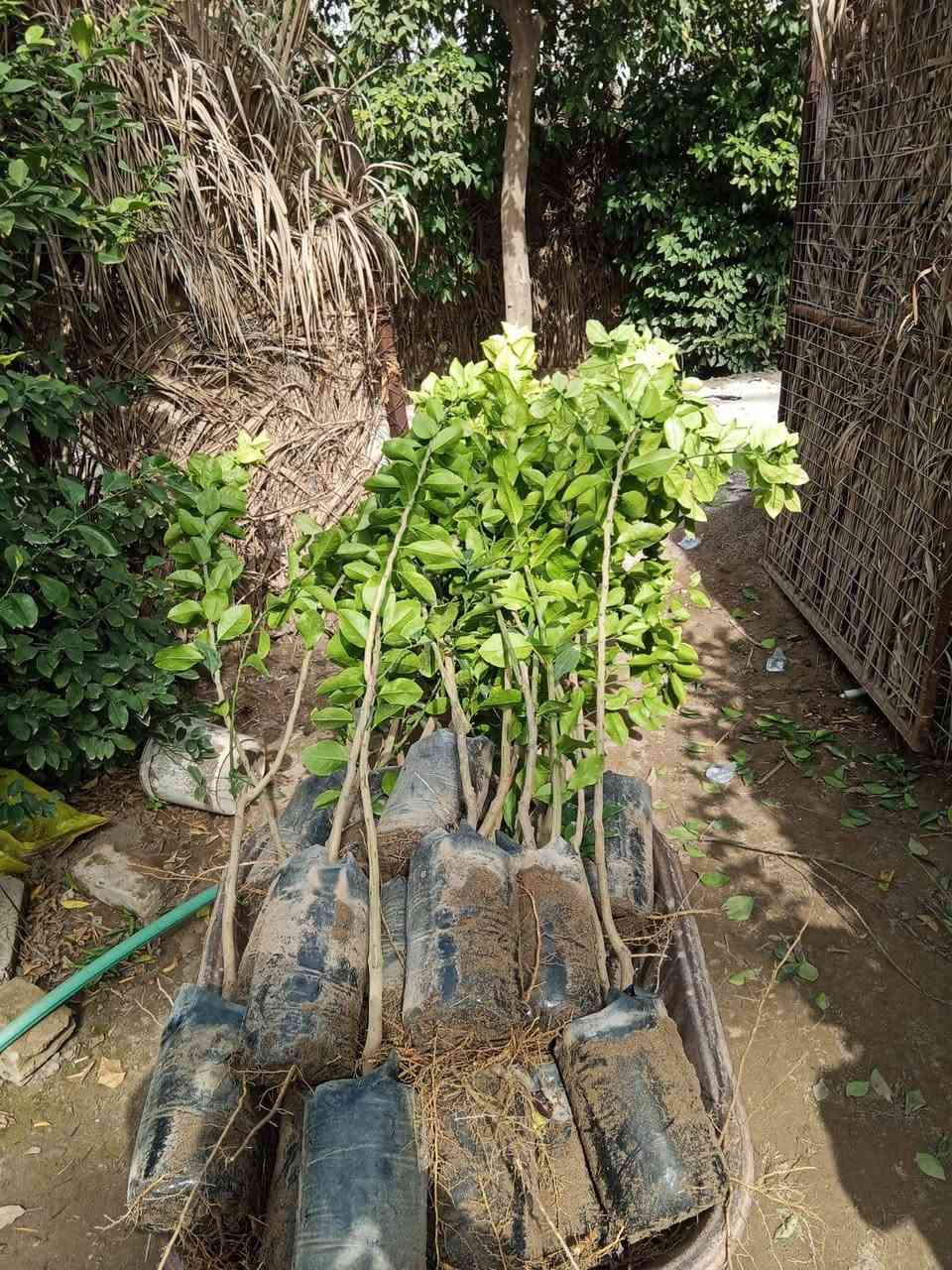 يتوفر لدينا جميع انواع الحمضيات والنفضيات ويتوفر لدينا تين بني مسلم بانسب الاسعارالمكان الخالص التحويله جسر البو عبد ***********
