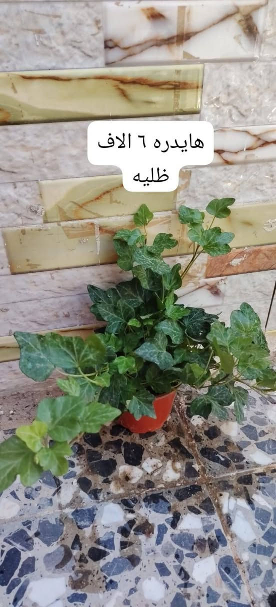 يوجد توصيل داخل النجف ٣ الاف للاحياء القريبه ٤ الاف للقريات للحجز واتساب***********
