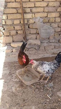 ديج • دجاجه