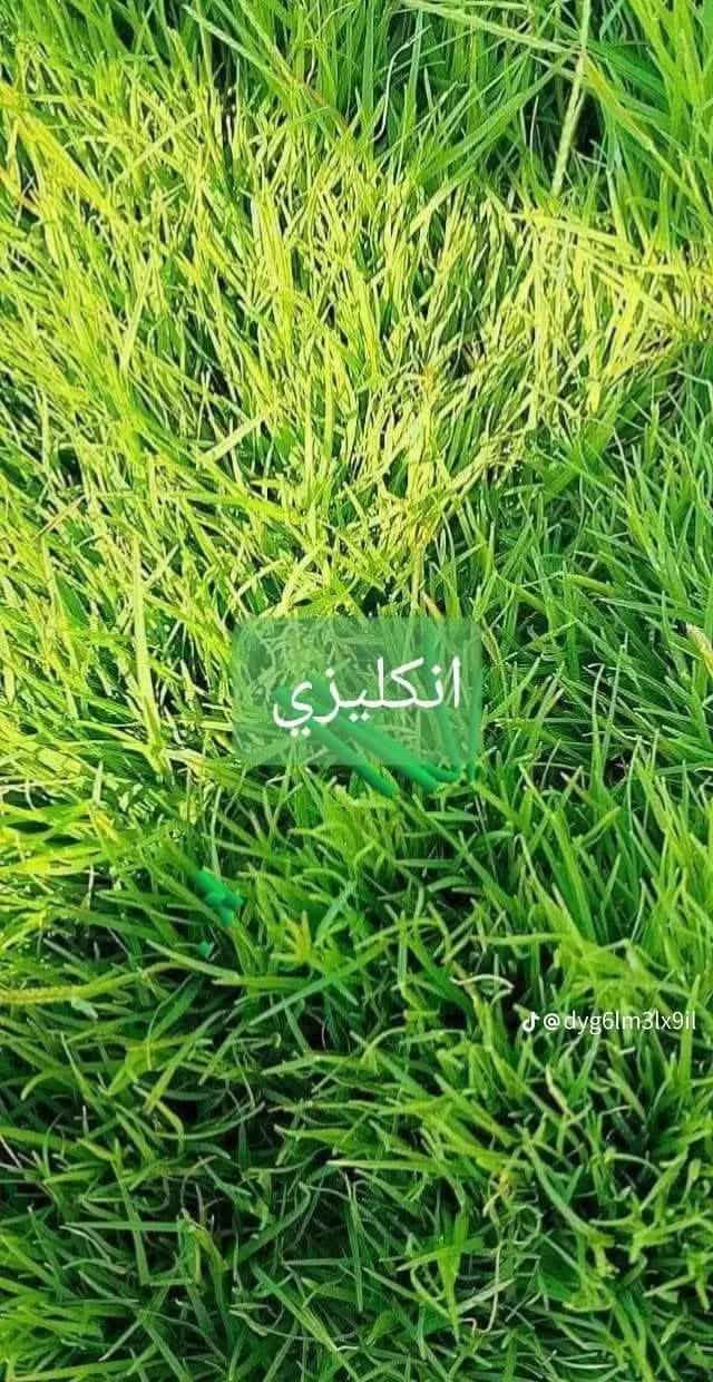 ثيل ديالى الطبيعي
اليوم صار متوفر عدنا كل الانواع الخاصة بالثيل منها 
الثيل #الامريكي - الثيل #الهندي - الثيل #الايطالي - الثيل #الفرنسي
مع كادر مختص يجيك لباب بيتك
ثيل ديالى الطبيعي ، 🍀☘️🍀☘️
الثيل امريكي🌿الثيل هندي🌿الثيل ايطالي 🌿ثيل فرنسي🌿
تجهيز
مشاتل🌴👇
دوائر حكوميه🏦👇
منازل🏡👇
منتزهات🏄
حدائق

الاسعار مناسبة والكفاءة عالية وتختلف بختلاف النوعيات عدنا
📌يوجد توصيل سريع لكل المحافظات
للطلب او الاستفسار التواصل مع الصفحة


**إذا كنت صاحب هذا الإعلان وتريد حذفه لأي سبب، رجاءا أرسل رسالة إلى الدعم الفني**