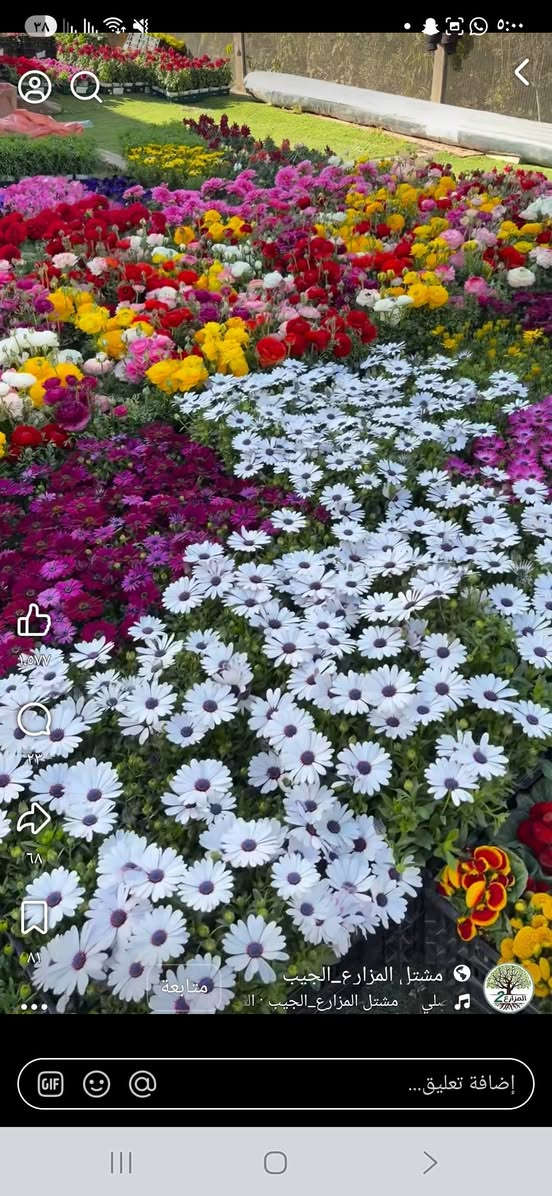 اللهم صل على محمد وآل محمد 🥰
كل هل الجمال  توفر باحجام كبيرة واسعار مناسبة والتوصيل مجاني 🤩


**إذا كنت صاحب هذا الإعلان وتريد حذفه لأي سبب، رجاءا أرسل رسالة إلى الدعم الفني**