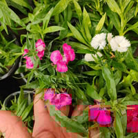 حله طريق الدبله • تين بني مسلم • توصيل محافظات جملة