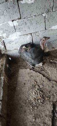 شيشة • مرفقات ٥