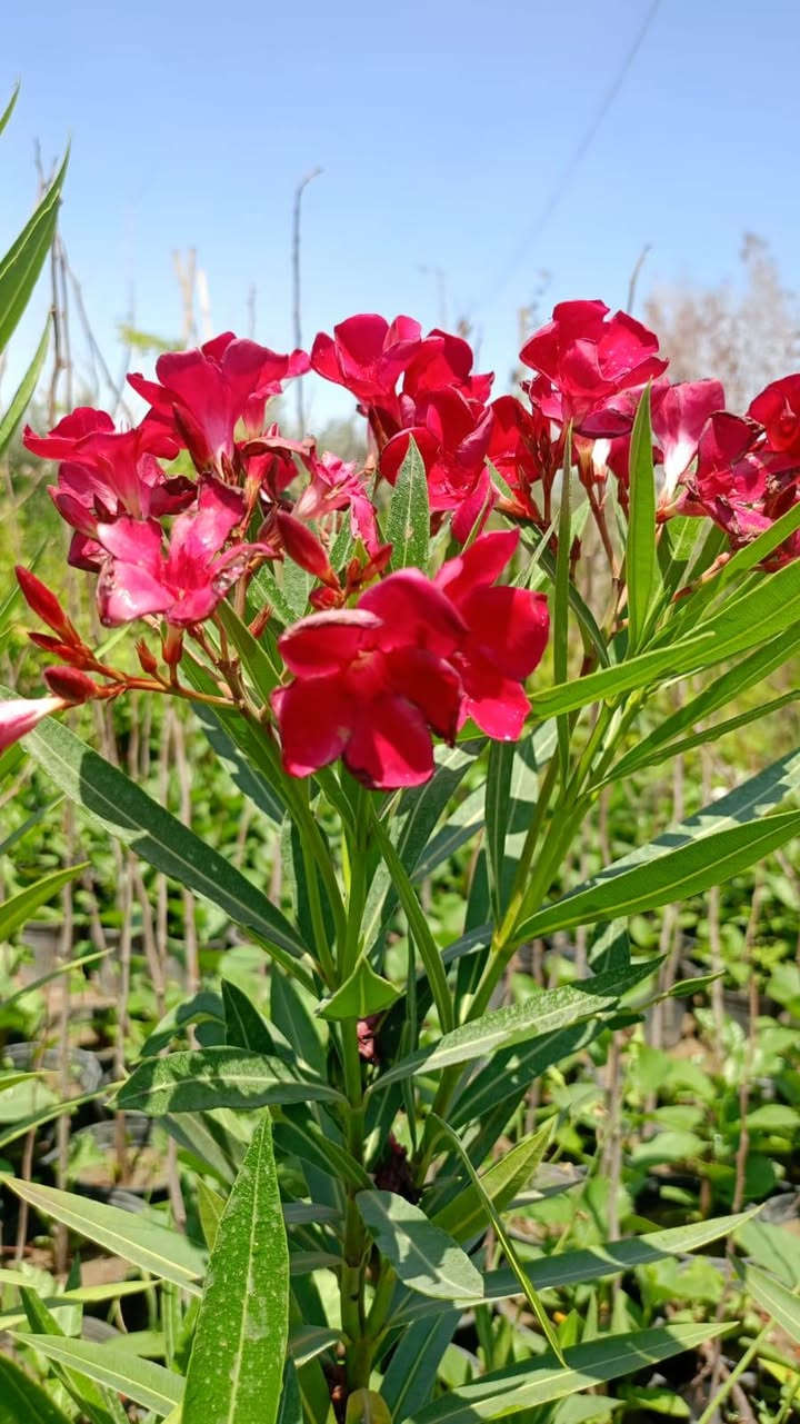 السلام عليكم ورحمة الله وبركاته 🤍
اني عندي مشتل بغداد حي الجهاد وعندي كادر لعمل الحدائق المنزليه والادامة ايضاً هذا جزء من عمل الكادر مالتي في مجمع البدور عمل الحديقة يتضمن :
١-مكافحة مجانية للارضة والحشرات 🪱🪳
٢-هدية من المشتل نوعيتين زرع🪴💐
٣-اول عمليه ادامة ومتابعه بعد العمل تكون مجانية 🪏🪜
العمل يتضمن:
١- فحص التربه وتهيئتها للزراعه  
٢-وضع الاسمدة اللازمة حسب النبات 
٣-زراعة النباتات 
٤-عمل لاين حسب طلب الزبون ديكور او زرع طبيعي
٥-زراعه الثيل حسب بيئة الحديقه ووضع الاسمده اللازمة ايضاً
للاستفسار التواصل خاص او على الرقم :***********
