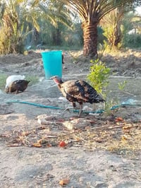 أرض زراعية • نهر بعير • ماء وسقي