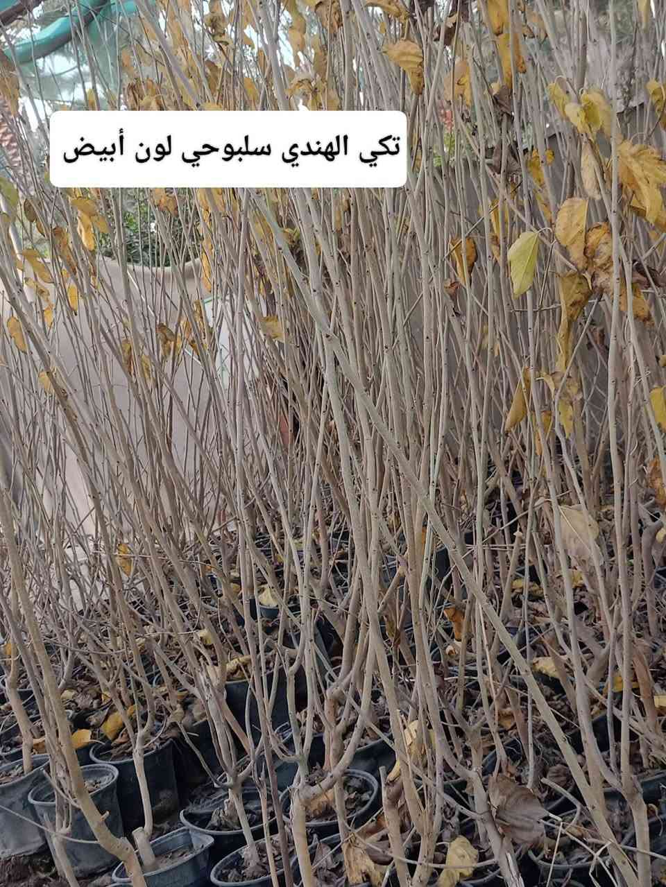 مشتل كرار الزراعي      الاسعار جمله فقط 
يتم تجهيز كل محافظات العراق 
يتوفر 
تكي الهندي سلبوحي لون أبيض واكو احمر حجم سندان 24 ارتفاع شتله 4متر وأكثر سعر 7٫000
تفاح كل الاصناف شلاع تغليف ليف ارتفاع شتله مترين ونص ع 3متر سعر 3٫500
تين بني مسلم الأسود ارتفاع شتله متر ونص سعر 3٫500
تين صنف عرموطي امايات سعر 10٫000
تين تركي ارتفاع شتله مترين ونص واكثر سعر 4٫500
نومي حامض شهيري محمل سعر 5٫500
رمان يمني سعر 2٫500
كوجه   مشمش  تكي كندي  عرموط كل اصناف كله ارتفاع شتله مترين ونص ع 3متر سعر 3٫500
سعر واحد 
تكي الشام 4٫000
عنب حلواني ترقيد حجم سندان 24 سعر 6٫000
تكي الهندي سلبوحي تغليف ليف ارتفاع 5متر سعر 6٫000
تحياتي الكم احبتي متابعين 
العنوان بغداد الكريعات يم وقف سني 
واتساب ***********
