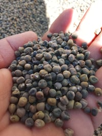 بذور بانية • حسيناوية • الرفاعي