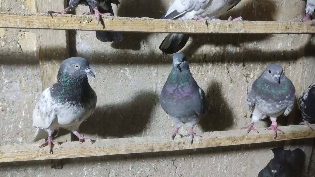 سلام عليكم ورحمه متاح تور العدد ١٤ تك سعر الزوج ب ٧ وبيهن مجال مكاني جسر ديالى العريفيه


**إذا كنت صاحب هذا الإعلان وتريد حذفه لأي سبب، رجاءا أرسل رسالة إلى الدعم الفني**