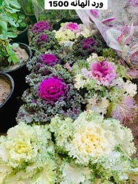 ديكور • حديقة • اسعار