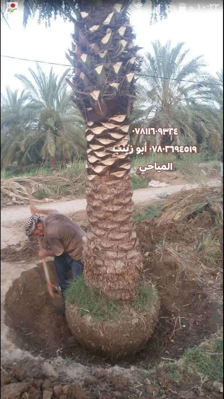 السلام عليكم ورحمة الله وبركاته تحياتي للجميع نعرض لكم جزه من شغلي تجهيز المقاولين يتوفر لدينا نخيل كبير الحجم امايات قلع بطينا مختلف الأحجام يصلح تشجير الشوارع الرئيسية دوائر حكومية والشركات العنوان النخيل ذي قار و السماوه و الحلة مستعدين تجهيز الاستفسار *********** واتساب *********** أبو زينب المياحي
تحياتي لكم
