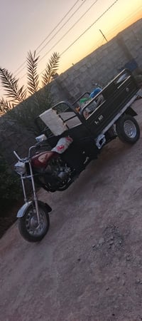 ستوته ام الطير • بدون اوراق • اسوي مكاتبه