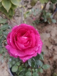 الجوري العراقي • عطري • توصيل المسيب