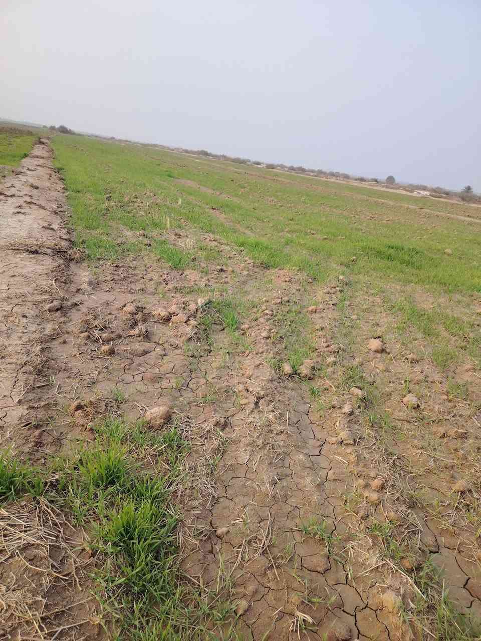 ارض طابو زراعي سند 25
محافظة بابل خلف جامعه بابل 
تبعد عن الجامعه ثلاث كيلو متر
المساحه 4 دوانم ونص 
تبعد عن التبليط 200 متر
التفاصيل *********** واتساب
