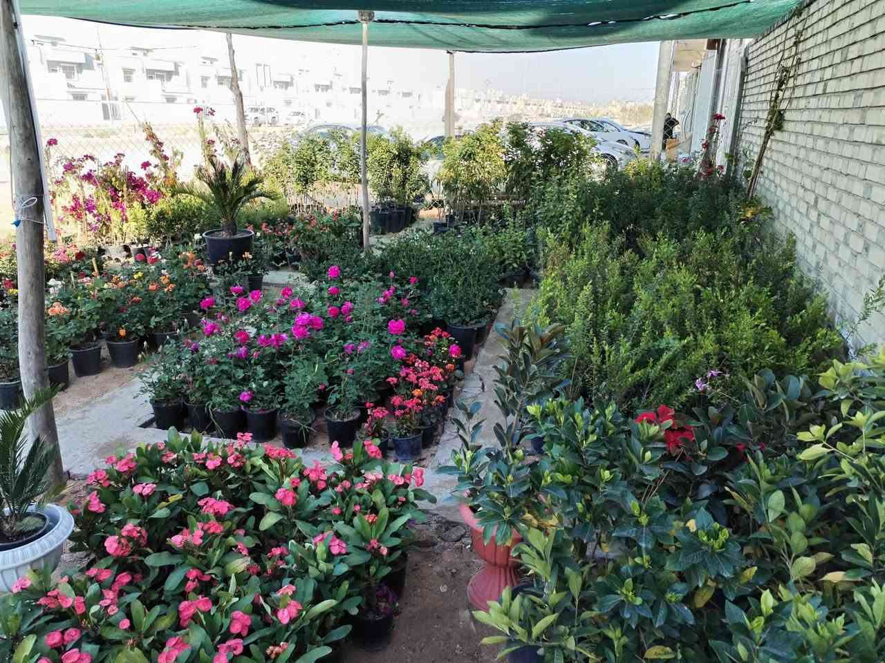 مشتل المجمعات لترتيب ترتيب الحدائق بالديكور الحجر والتحديد وتنظيف الحديقه من الانقاذ وتدخيل الطين ويوجد لدينا ثيل هندي اربع فصول  تنظيف الحديقه قص الورود وقص ثيل
باداره ابو محمد ***********
