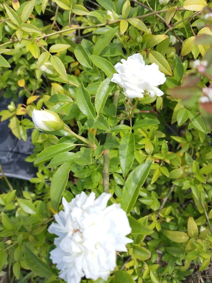 نسرين ابيض كل ٣سنادين ب٥ 
التوصيل داخل بغداد فقط


**إذا كنت صاحب هذا الإعلان وتريد حذفه لأي سبب، رجاءا أرسل رسالة إلى الدعم الفني**