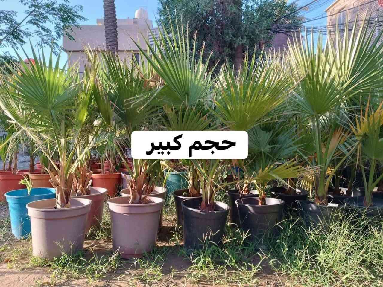 عرض خاص لأصحاب مشاتل الجملة 
يتوفر لدينا نخيل الواشنطونيا  مزروع بالسندان حجم 35
✅️العدد ٢٠٠شتلة 
✅️سعر شتلة الحجم الكبير 15 آلاف   
الحجم الوسط 12
البيع جملة فقط 
للاستفسار اتصال على الرقم 
***********
