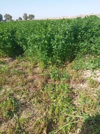 حشيش جت • درجة أولى • يم صيطره الجوه العلوه